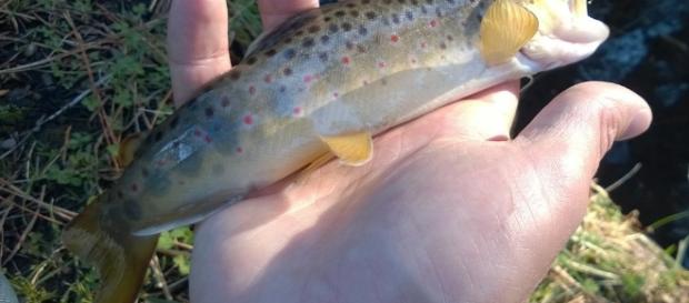 Fish offer evolutionary insights — Administrator - frtu.org Fish offer evolutionary insights — Administrator - frtu.org