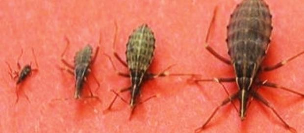 Inseto que é apelidado por barbeiro e que pode matar Inseto que é apelidado por barbeiro e que pode matar