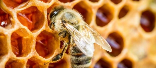 Propolis | Saint Charles - saint-charles.eu Propolis | Saint Charles - saint-charles.eu