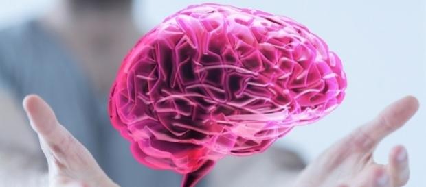 Sviluppo durante l'adolescenza ed evoluzione del cervello umano sono strettamente legati Sviluppo durante l'adolescenza ed evoluzione del cervello umano sono strettamente legati
