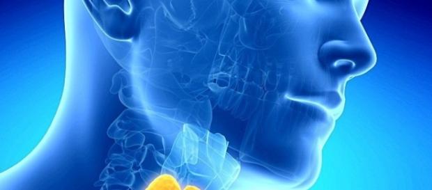 Una tiroides enferma puede causar daños en todo el cuerpo ... - bitacoramedica.com Una tiroides enferma puede causar daños en todo el cuerpo ... - bitacoramedica.com