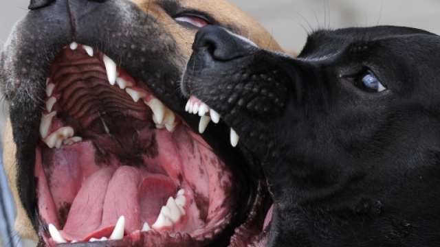 Cosa fare se un cane aggredisce?