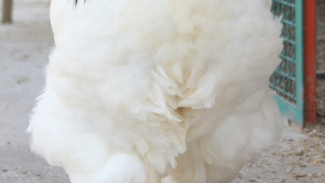 Gallo gigantesco in un video: esemplare di razza Brahma