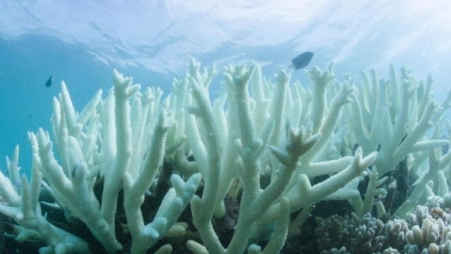 Riscaldamento globale, morta la Grande barriera corallina senza ... - ilfattoquotidiano.it