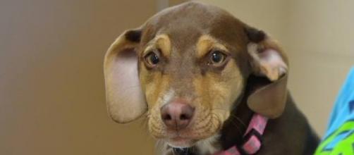 Former shelter dog credited with saving 3-year-old girl | WPBN - upnorthlive.com