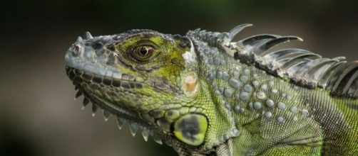 Green Iguanas, Green Iguana Pictures, Green Iguana Facts ... - nationalgeographic.com