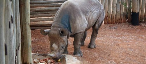 Rhino under threat as poaching becomes danger