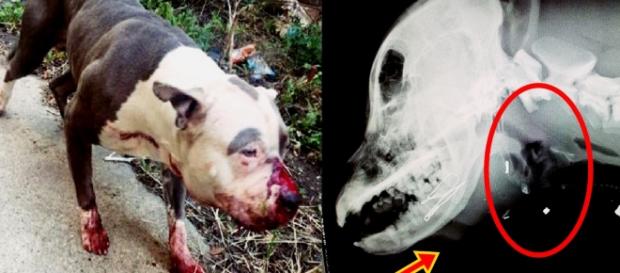 Cachorro apanha e mulher o salva Cachorro apanha e mulher o salva