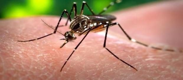 Crescem os números de doenças transmitidas pelo mosquito; prevenção e combate são urgentes Crescem os números de doenças transmitidas pelo mosquito; prevenção e combate são urgentes