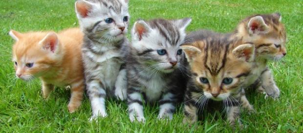 Kittents - via Pexels - CC BY - Kittents - via Pexels - CC BY -
