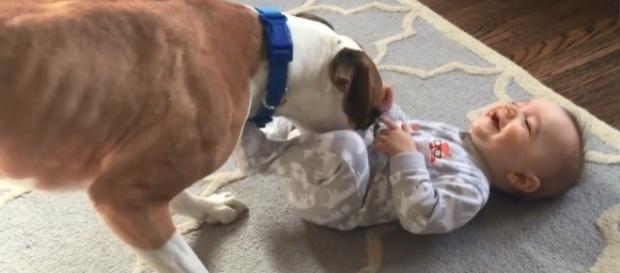 O cão Jeeves faz cócegas na barriga de Graham quando o bebê começa a chorar (Crédito: YouTube/CatersClips) O cão Jeeves faz cócegas na barriga de Graham quando o bebê começa a chorar (Crédito: YouTube/CatersClips)