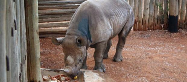 Rhino under threat as poaching becomes danger Rhino under threat as poaching becomes danger