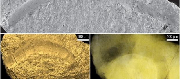Scientists Discover Oldest Fossil Plants ... - techtimes.com Scientists Discover Oldest Fossil Plants ... - techtimes.com