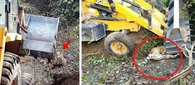 Tigre é esmagado por operário que conduzia uma retroescavadeira. Tigre é esmagado por operário que conduzia uma retroescavadeira.