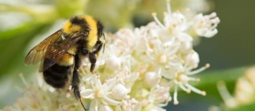 A Ghost in the Making: Photographing the Rusty-patched Bumble Bee ... - nationalgeographic.com