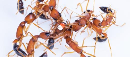 Genetically modified ants - The Crux: discovermagazine.com
