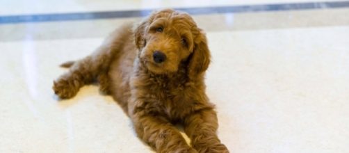 Donald Trump 'picks Goldendoodle as his White House pet - Photo: Blasting News Library. - thesun.co.uk