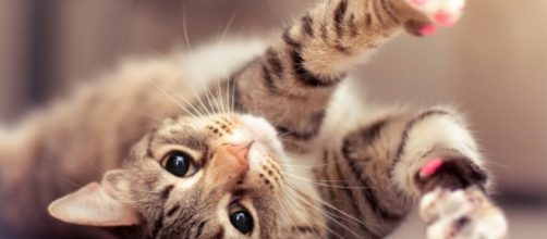 Los amantes de los gatos son más intelectuales | Kacri.com - kacri.com