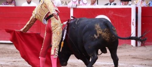 Mexican bullfighter Antonio Romero goading bull that gored his butt./Photo via NTR Toros, Twitter