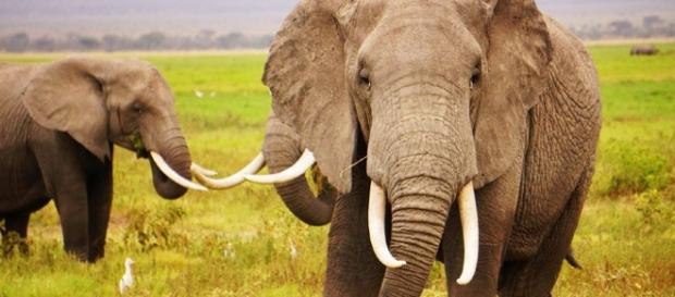 China's Ivory Ban - treadright.org China's Ivory Ban - treadright.org