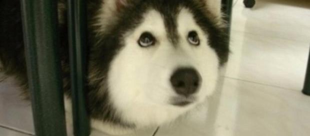 Esse cachorro fala com sua dona como se nada de estranho tivesse acontecido Esse cachorro fala com sua dona como se nada de estranho tivesse acontecido