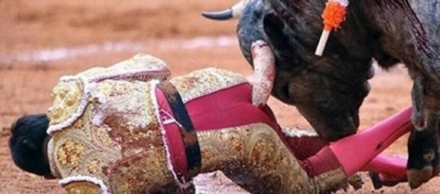 Toureiro leva chifrada e agoniza Toureiro leva chifrada e agoniza