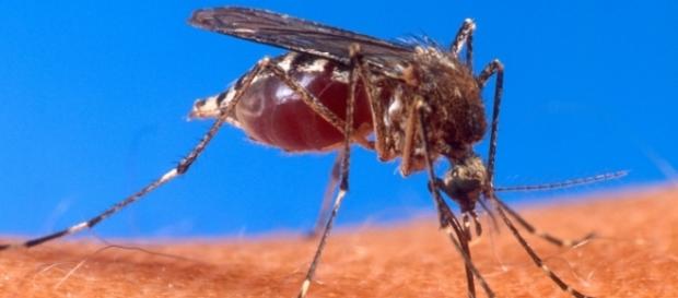 Uma das principais formas de combater o mosquito é evitar água parada Uma das principais formas de combater o mosquito é evitar água parada