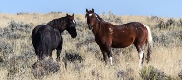 Wild horses / Photo CCO Public Domain via Pixabay.com Wild horses / Photo CCO Public Domain via Pixabay.com