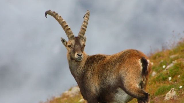 report wwf, stambecco a rischio estinione (foto orobie.it)