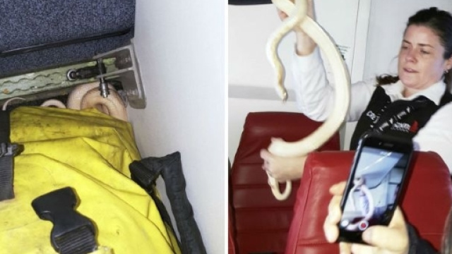 Serpente su un aereo, la freddezza di un'hostess