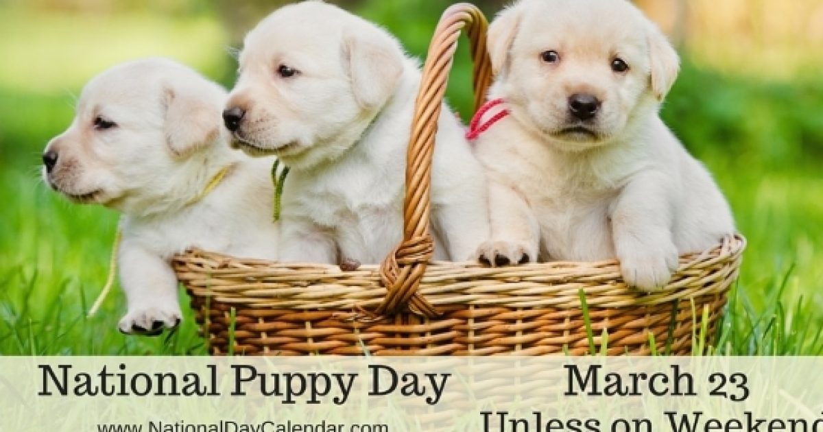 The origin for National Puppy Day allows you to appreciate & love your dog