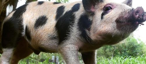 Bentley the pig needs a home after he was surrendered to RSPCA ... - com.au