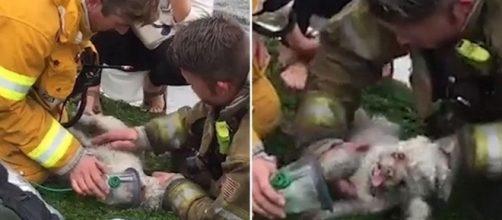 Dramatic moment firefighters resuscitate Nalu the dog after ... - thesun.co.uk