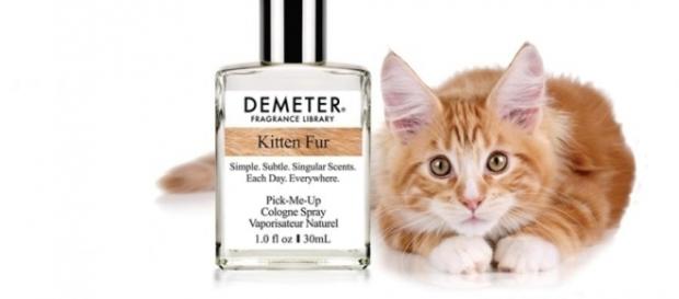 Empresa americana lançou perfume com aroma de pelo de gato Empresa americana lançou perfume com aroma de pelo de gato