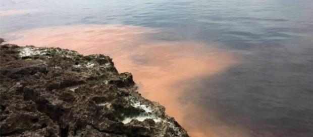 Salento, paura per il mare diventato rosso: è un'alga - foto viagginews.com Salento, paura per il mare diventato rosso: è un'alga - foto viagginews.com