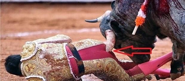 Toureiro foi penetrado por chifre de animal que destruiu seu ânus Toureiro foi penetrado por chifre de animal que destruiu seu ânus