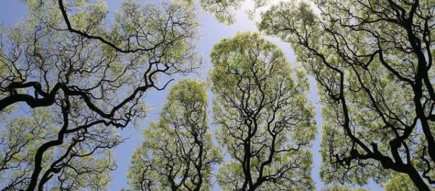 Verticalia Valencia, Poda de Arboles y Palmeras.: La Timidez de ... - verticaliavalencia.es Verticalia Valencia, Poda de Arboles y Palmeras.: La Timidez de ... - verticaliavalencia.es