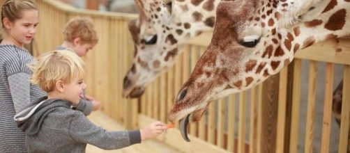 April the Giraffe: Animal Adventure Park on Going Viral and ... - blooloop.com