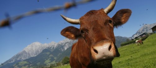 Inquinamento, rutti di mucca fanno male all'atmosfera terrestre