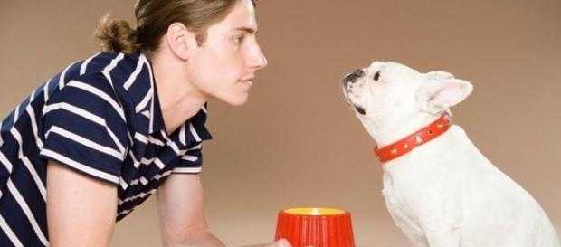 A comunicação dos cães com os donos continua sendo estudada A comunicação dos cães com os donos continua sendo estudada