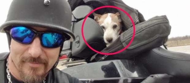 Vio un hombre golpeando cruelmente a un perro en la autopista y lo ... - zoorprendente.com Vio un hombre golpeando cruelmente a un perro en la autopista y lo ... - zoorprendente.com