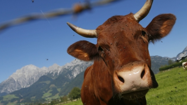 Inquinamento, rutti di mucca fanno male all'atmosfera terrestre