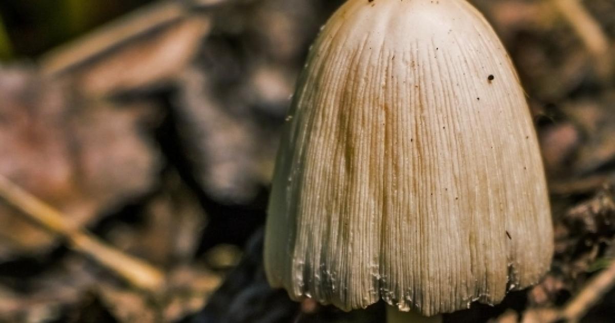 Doctors remove mushrooms growing inside patient's stomach