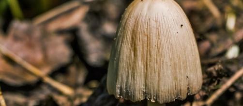 A mushroom/Photo via Pixabay, public domain