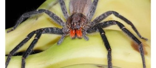 Il ragno delle banane provoca l'erezione - Emerge il Futuro