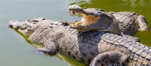two-crocodiles | Crocs and Gators | Pinterest | Search, Google and ... - pinterest.com