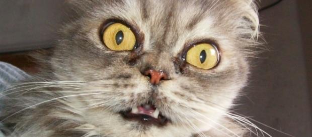 As fotos de gatos estão cada vez mais populares As fotos de gatos estão cada vez mais populares
