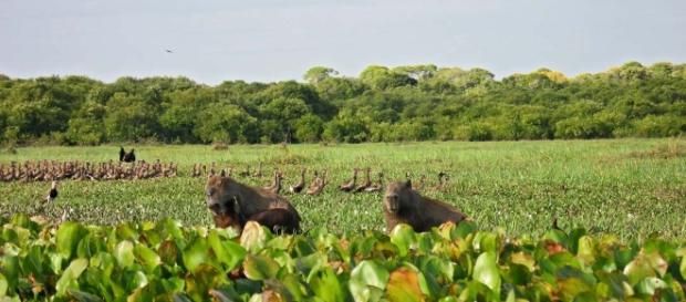 Excursiones por Los Llanos de Venezuela. Excursiones por Los Llanos de Venezuela.