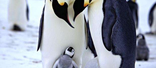 O comportamento homossexual existe em diversas espécies e há muitos casos de casais de aves "gays" que adotam ovos, chocando-os e criando os filhotes. O comportamento homossexual existe em diversas espécies e há muitos casos de casais de aves "gays" que adotam ovos, chocando-os e criando os filhotes.