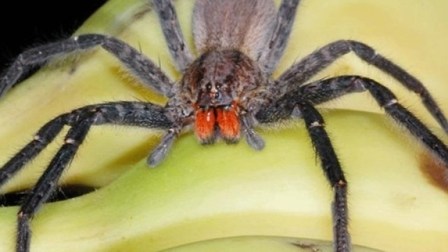 Il ragno delle banane provoca l'erezione - Emerge il Futuro